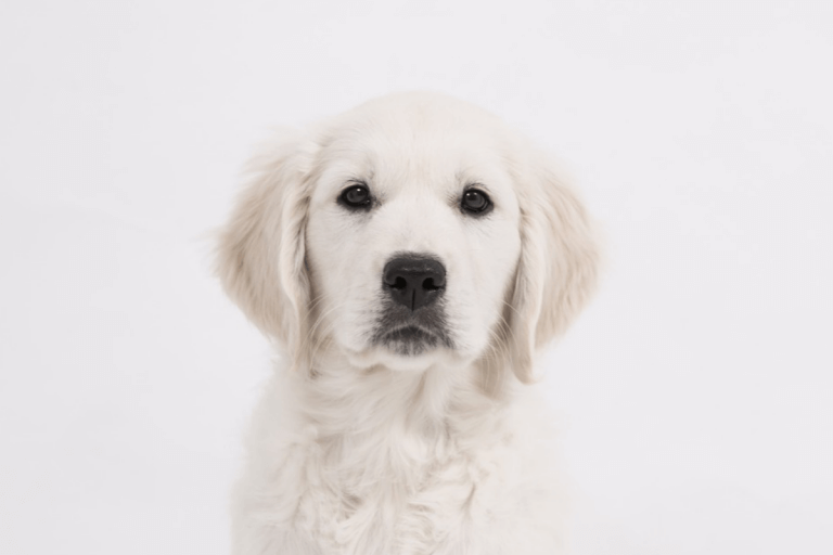 Puppy