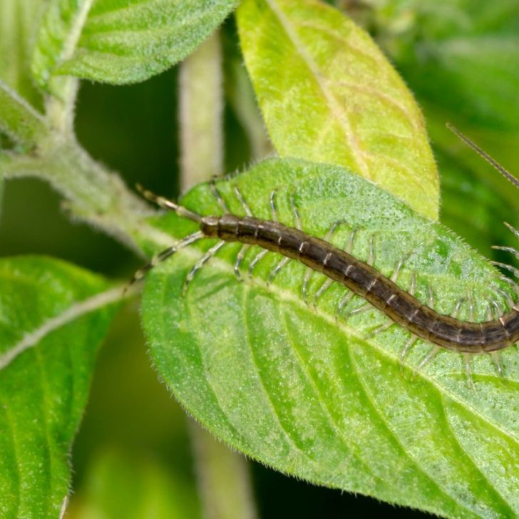 8 Ways To Get Rid of Centipedes In Home
