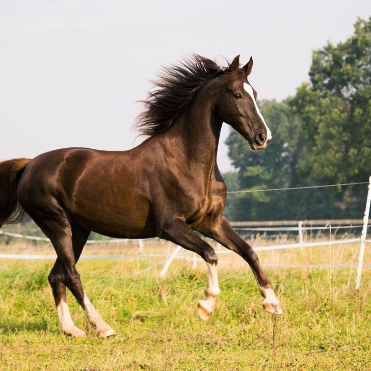 Adopting An Older Horse? Here Are 6 Things You Need To Know