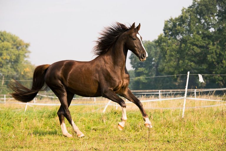 Adopting An Older Horse? Here Are 6 Things You Need To Know