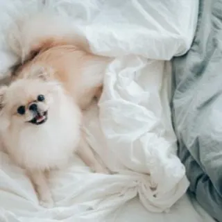 White dog on a bed