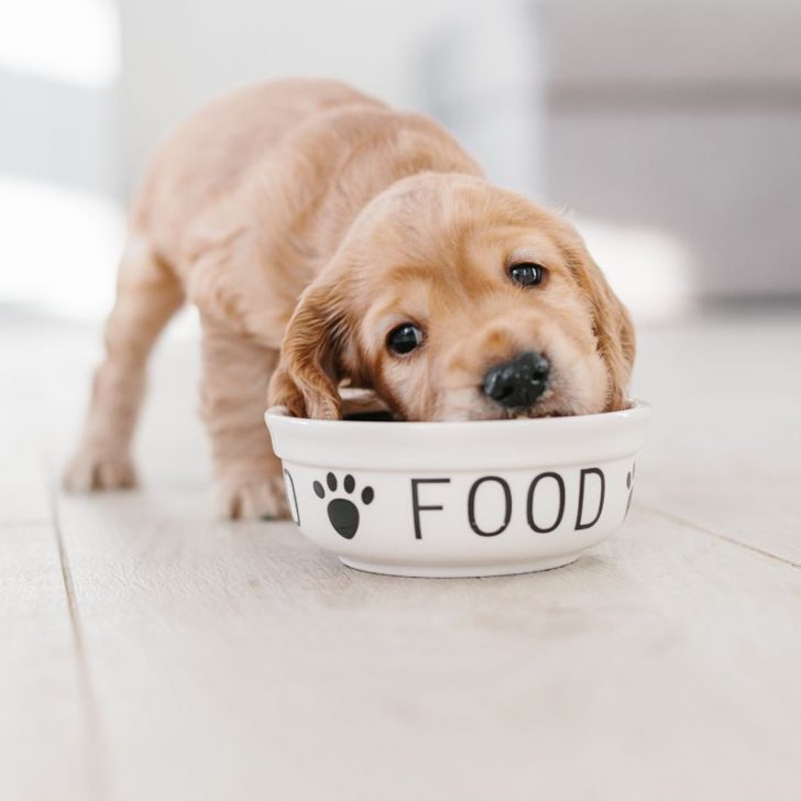 Find A Good And Affordable Dog Food Supplier
