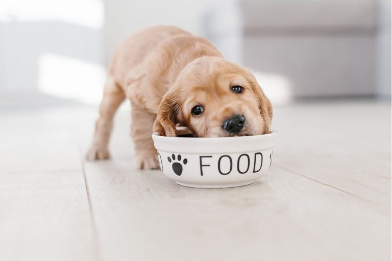 Find A Good And Affordable Dog Food Supplier