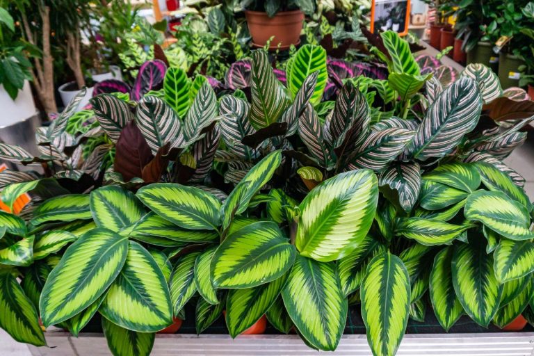 From Brown to Blooms: How to Choose the Ideal Plants for Your Outdoor Space
