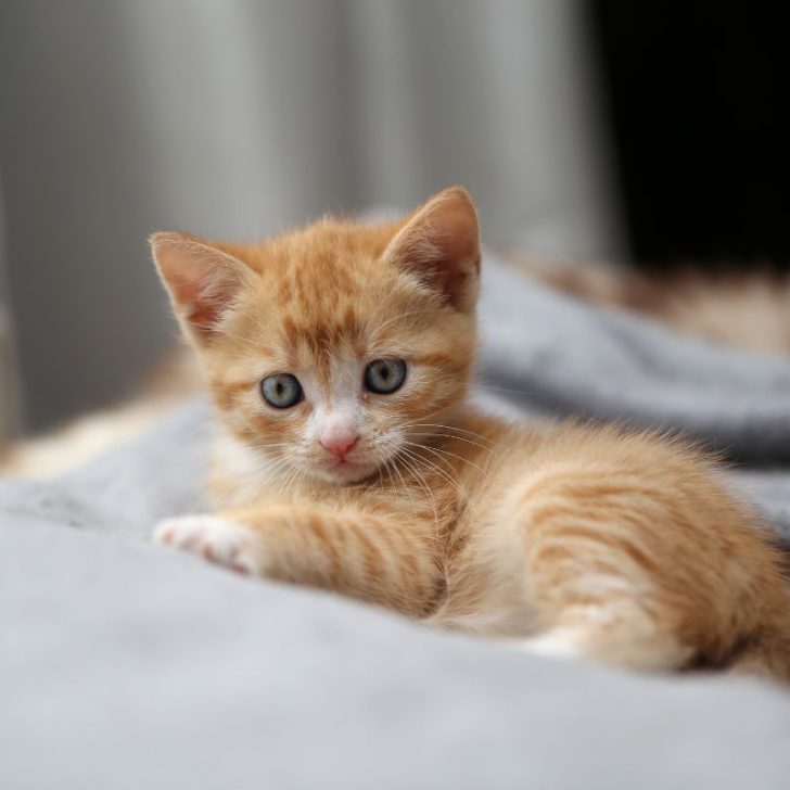 From Scratch to Savings: DIY Kitten Food Recipes for Cost-Conscious Owners