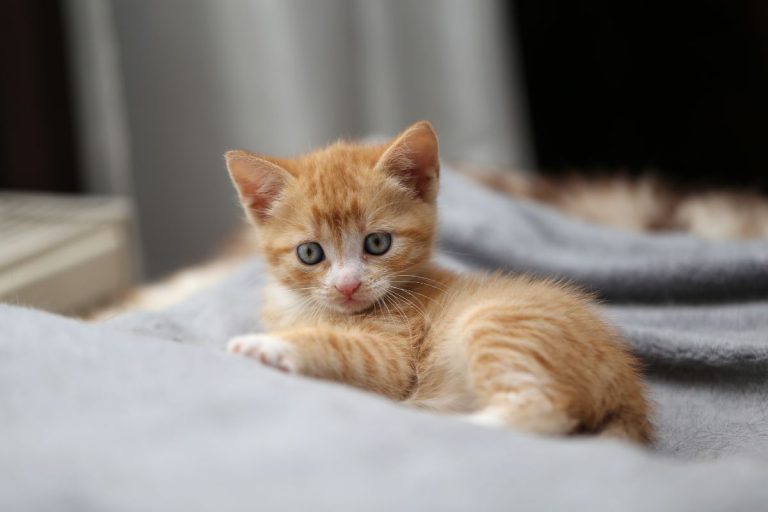From Scratch to Savings: DIY Kitten Food Recipes for Cost-Conscious Owners