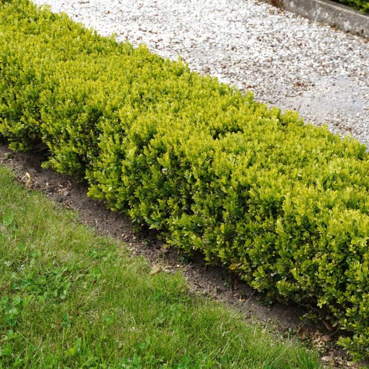 Happy Hedges: Why You Should Plant Hedges in a Family Garden