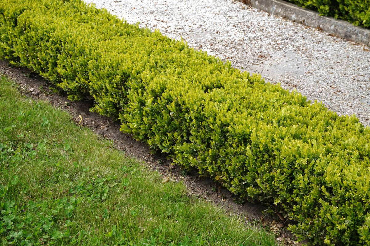 Happy Hedges: Why You Should Plant Hedges in a Family Garden - Savings ...