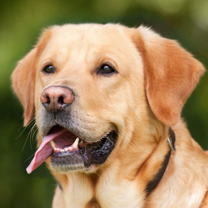 The Advantages of Wet Dog Food: A Nutrient-Rich Choice