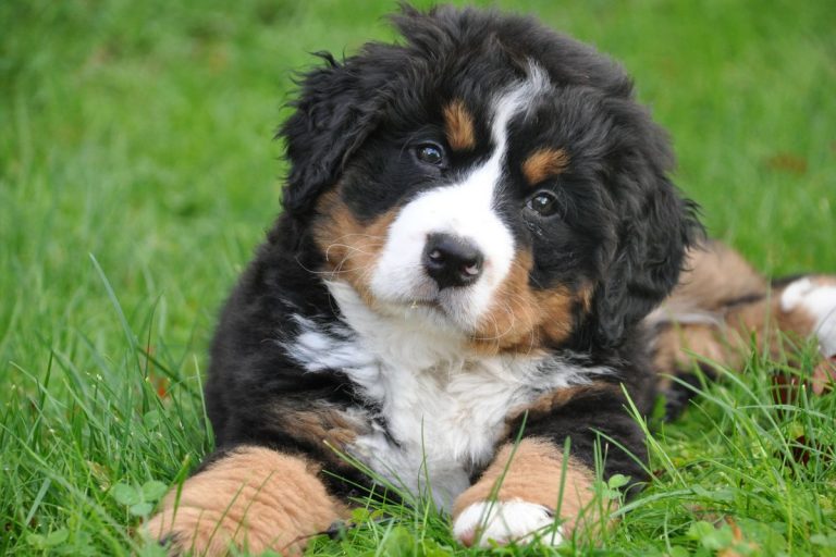 Tips To Help Reduce The Costs Of Owning A Dog 