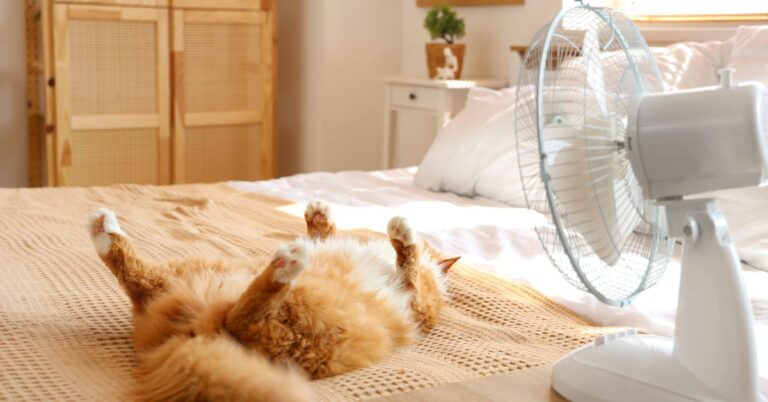 fan